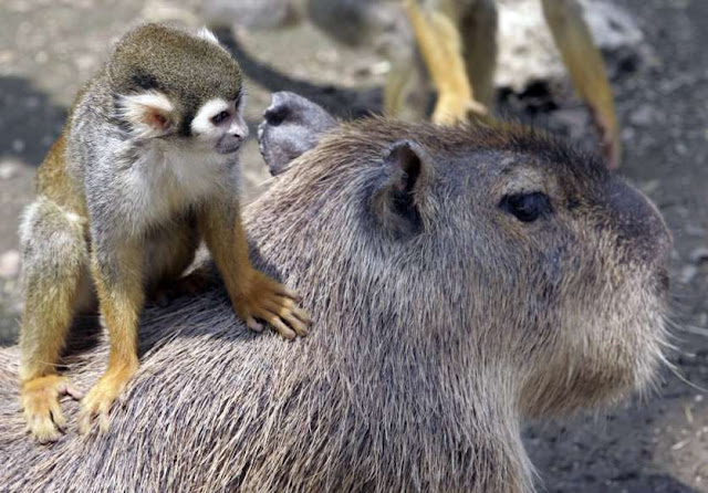 O adorável convívio na vida animal Elfandarilha