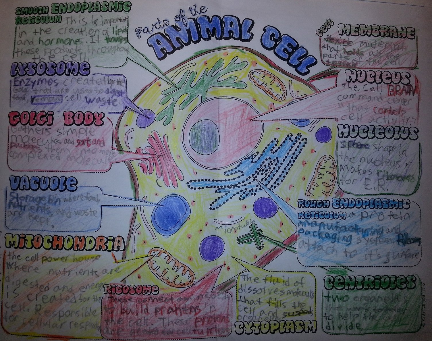 World through Children's Eyes: The Mystery of Cells (by William)