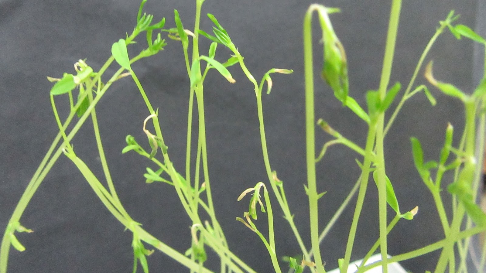 Let�s talk about Science Does acid rain affect leaves?