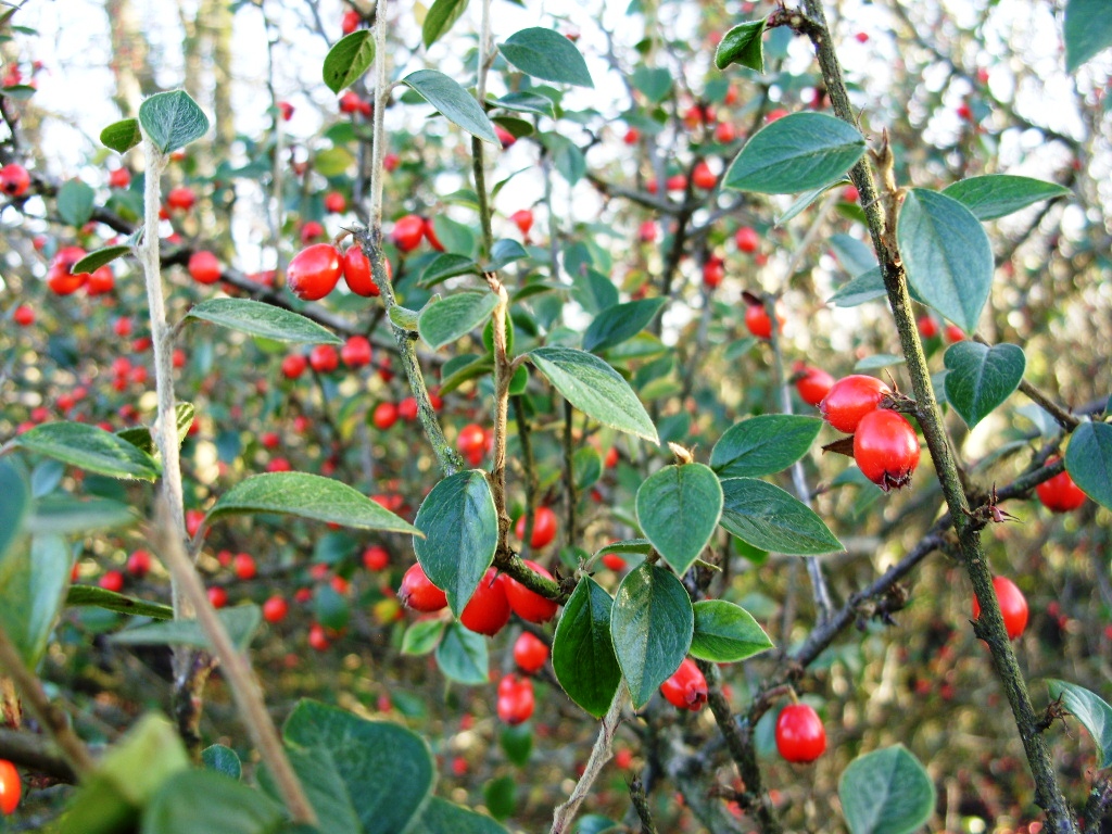 Kelli's Northern Ireland Garden Mid December Blooms