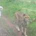 Incredible photo of little girl chasing after a cheetah shocks the internet