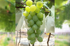 金香葡萄