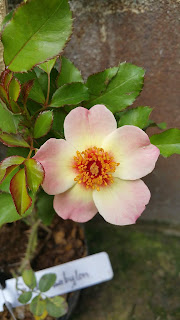 eridu babylon rose hoa hồng cánh đơn