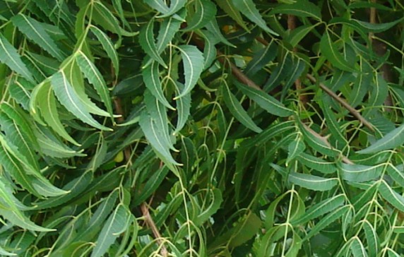 Benefits Of Neem Leaf