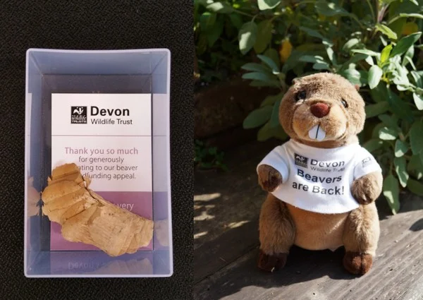 Adopt-a-Beaver scheme to help raise funds for the River Otter Beaver Trial