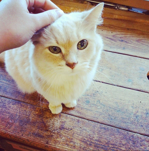 Small blond cat Wido Piddy, the Ever Kitten