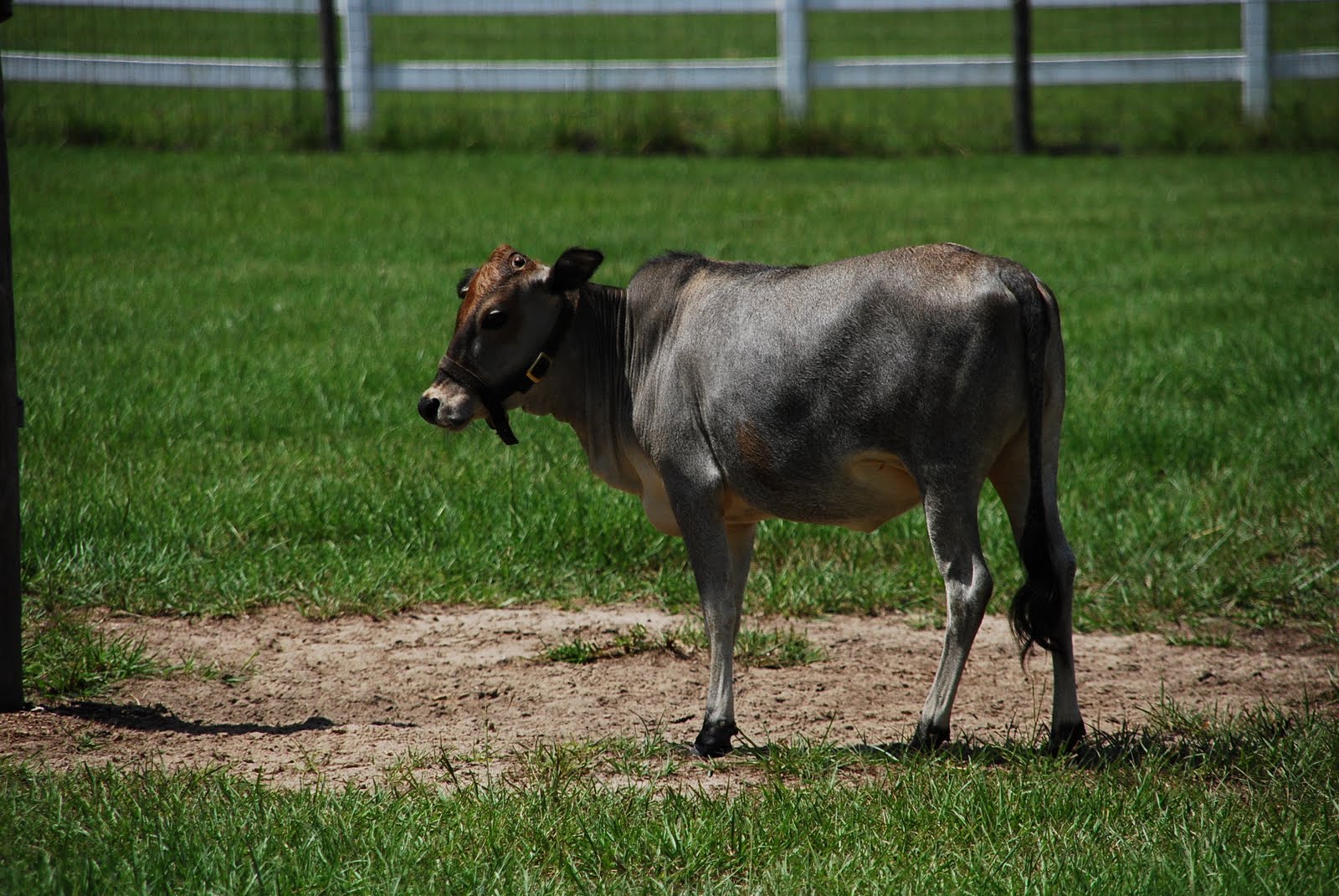 A shell in my pocket and waves at my feet... Miniature Zebu Cattle Farm...