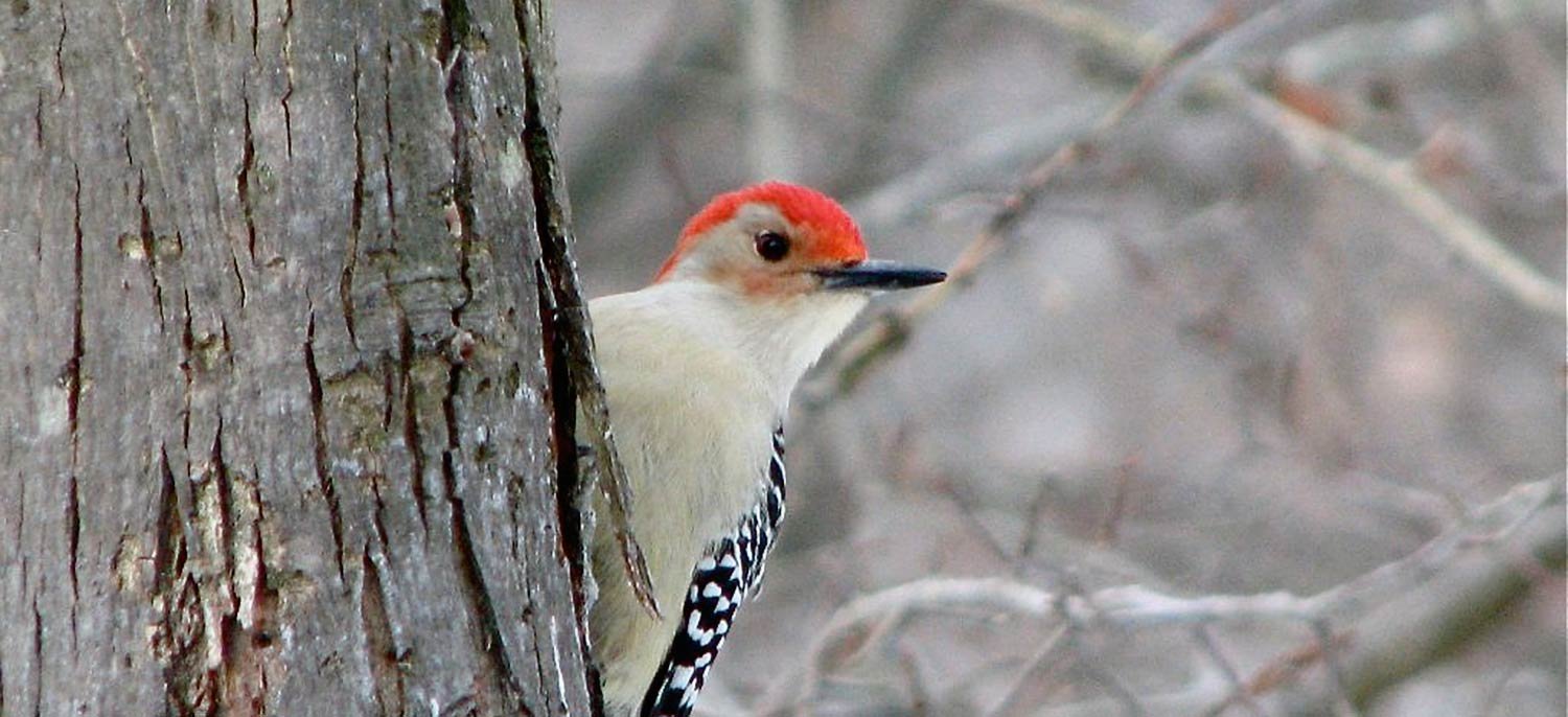 Songbird Prairie Bed and Breakfast