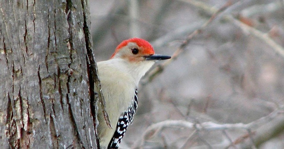 Songbird Prairie Bed and Breakfast
