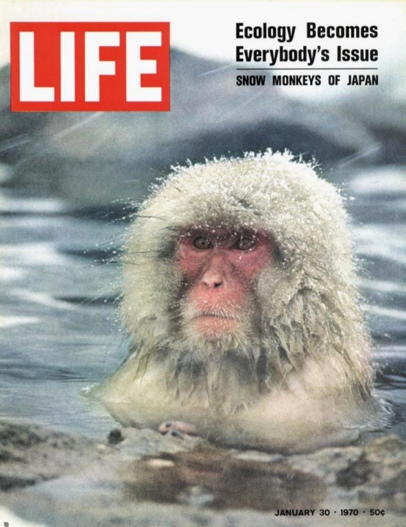 地獄谷野猿公苑 温泉に入る猿が名物のはずが 猿が温泉に入ってない なぜ T ミライノシテン