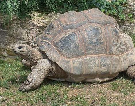 Pengertian Dan Contoh Hewan  Reptil  Nama Gambar Binatang  A Z