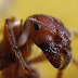 ant / aunt アリ?それともオバサン?意味の違いと語源