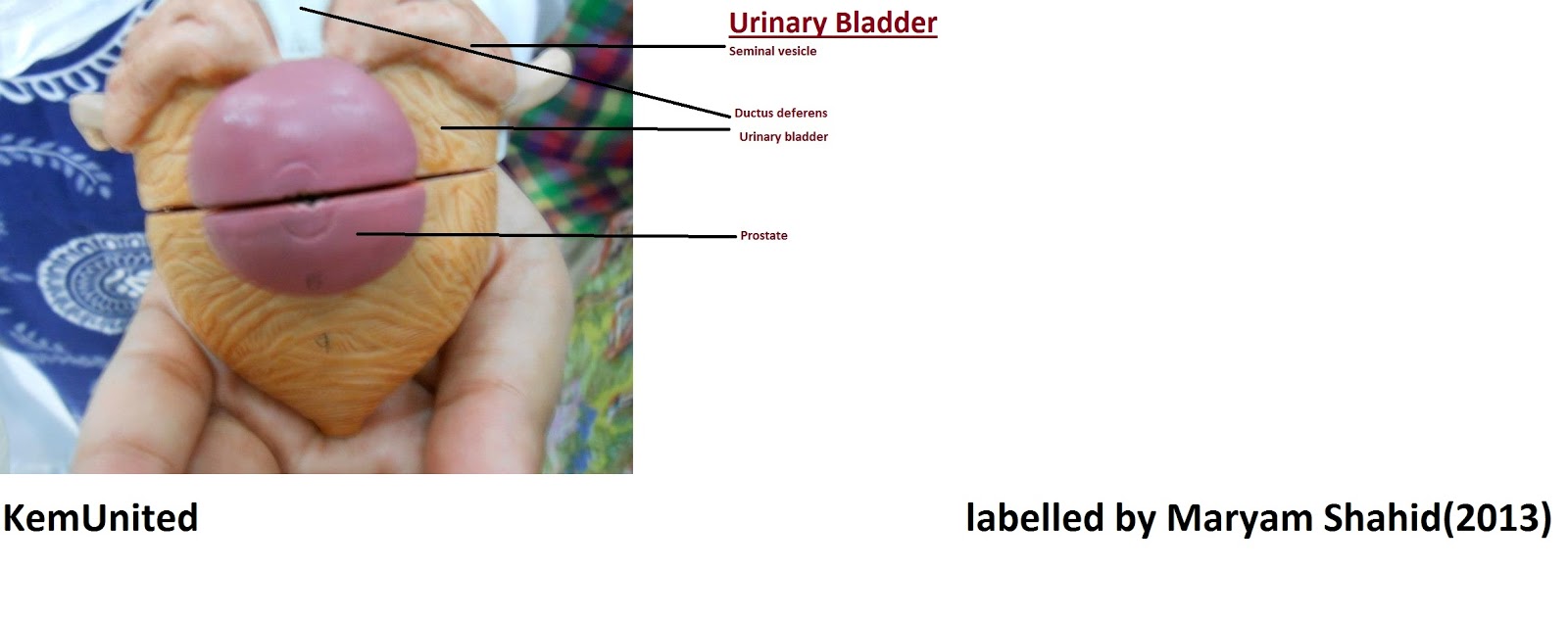 Anatomy Learning Center Models Labelled