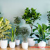 Benefits Of Houseplants