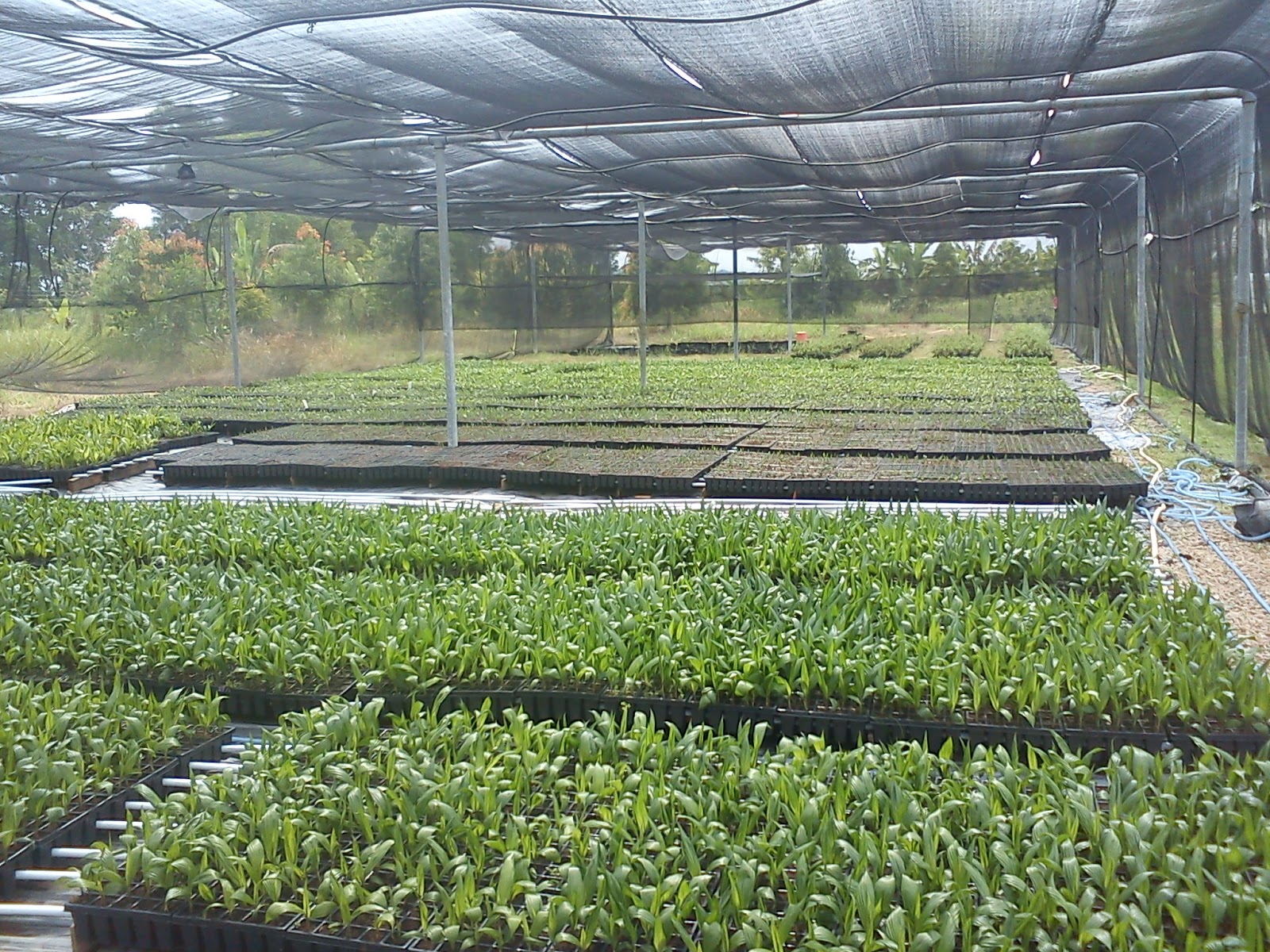 JOHOR PLANT TECH SDN BHD SAWIT