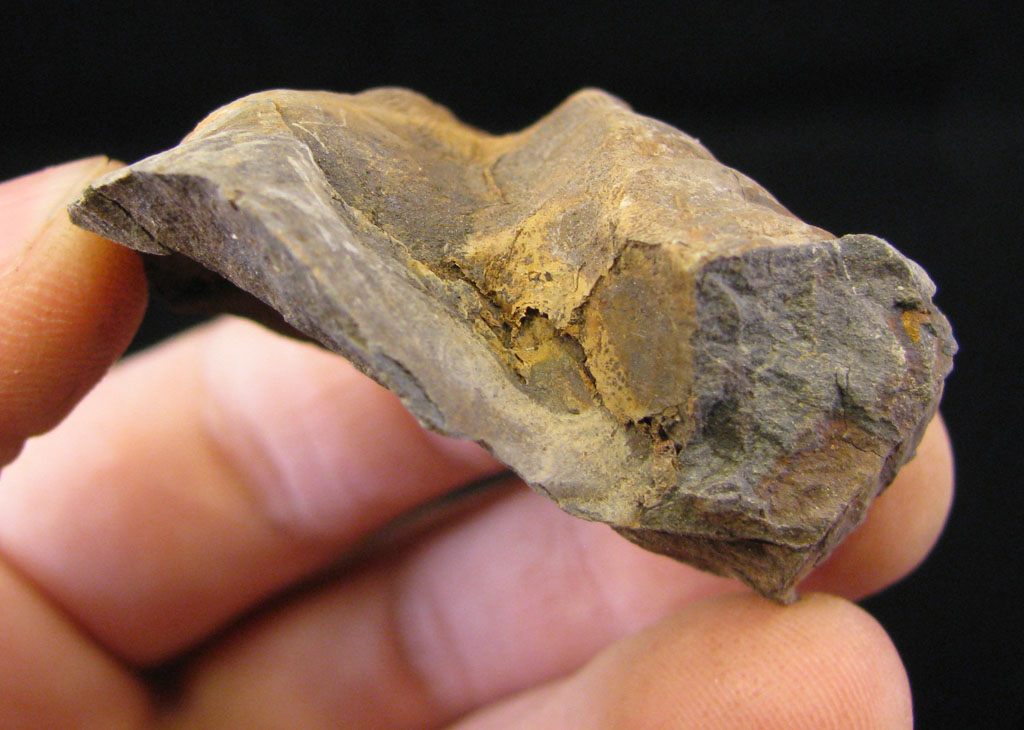 Views of the Mahantango: Crushed/warped Spirifer fossils from the ...