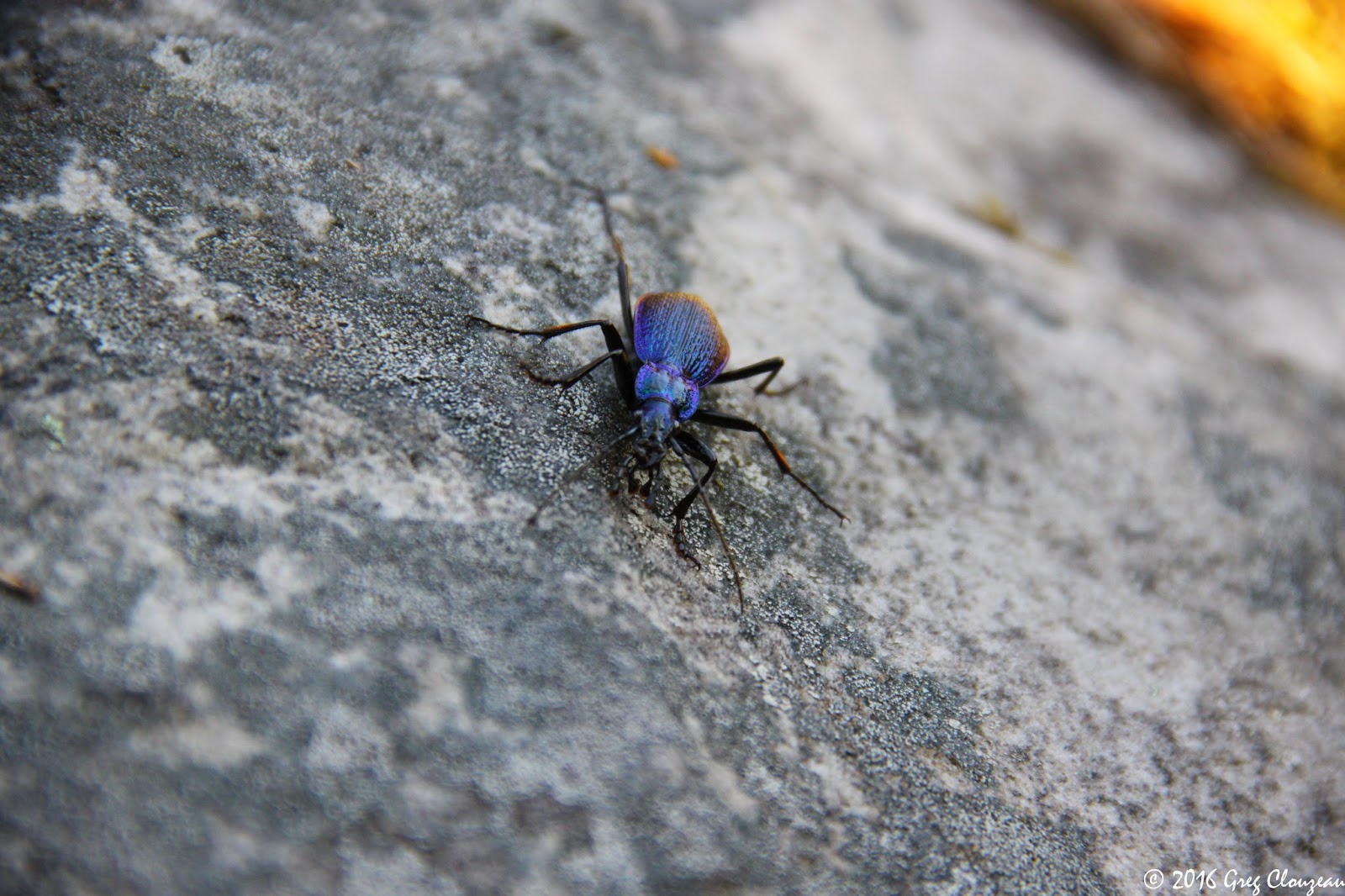 Carabe, vous avez dit Carabe à Fontainebleau