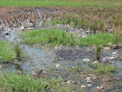 Sawah di Pinggiran Kota
