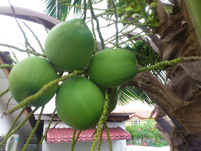 椰子树Coconut Tree 