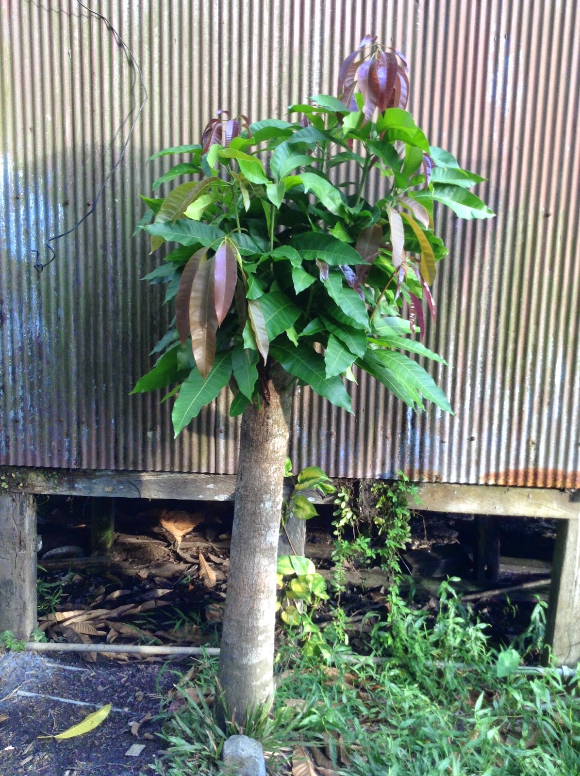 Gambar dengan judul Mati Satu Tumbuh Seribu