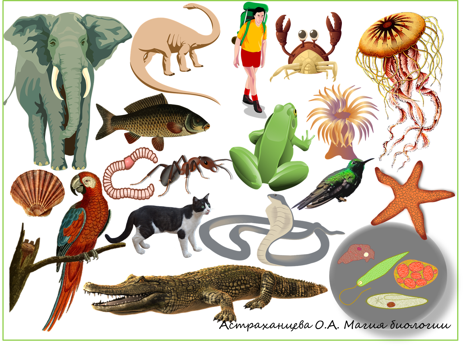Как можно объяснить высокое разнообразие животных. Многообразие животных. Разнообразие животных плакат. Многообразие животных по одному. Многообразие животных картинки.
