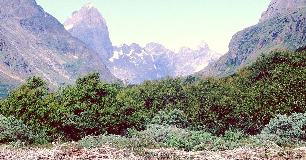 Qinngua Valley, Greenland’s Only Forest Amusing