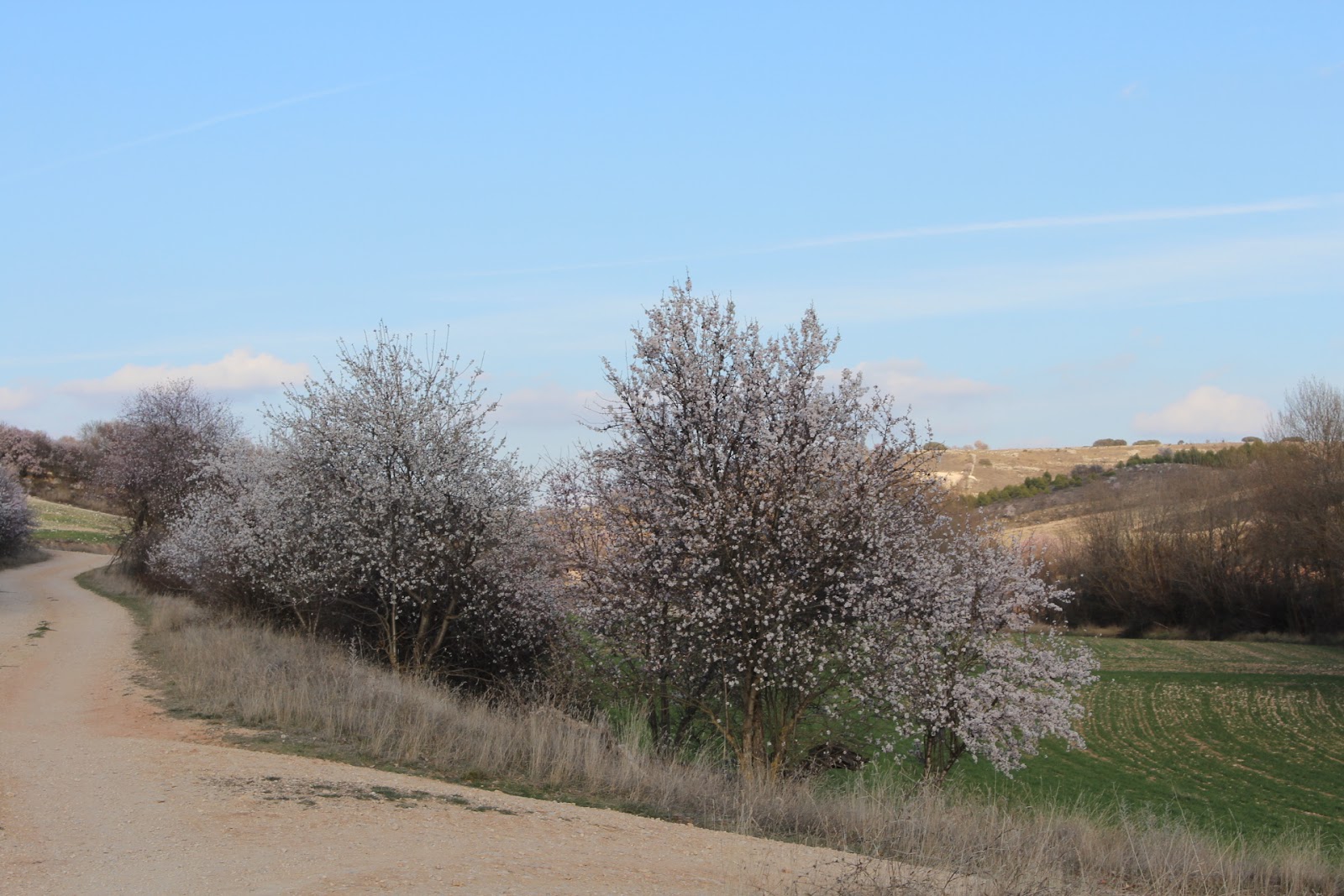 Historia y Genealogía Loranca del Campo.