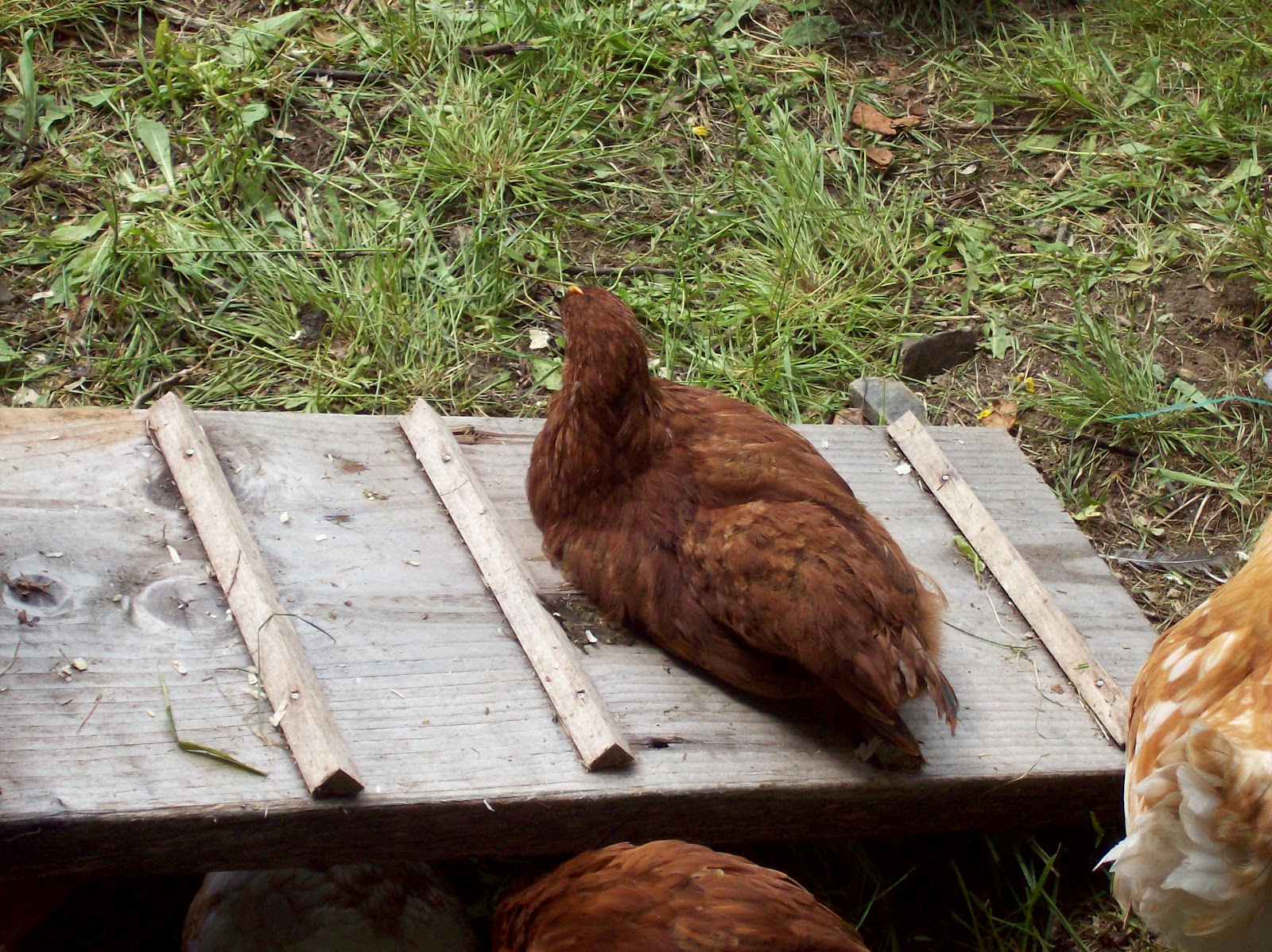My Chicken And Egg Journal: Cherry Egger Chicken Breed
