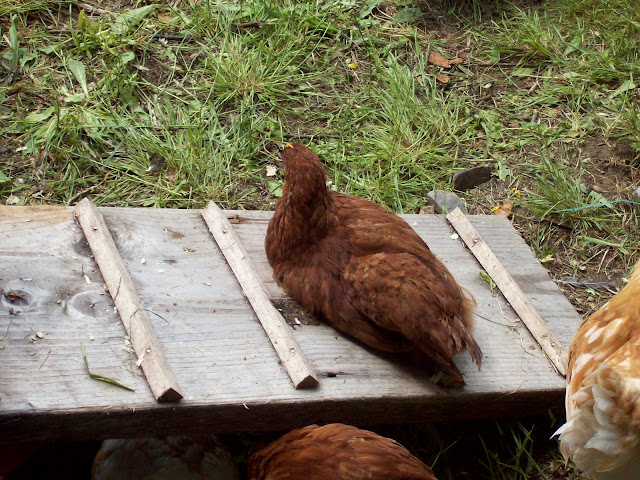 My Chicken And Egg Journal: Cherry Egger Chicken Breed
