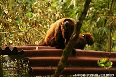 O Macaco Bugio era considerado extinto na Floresta da Tijuca a mais de 100 anos. Foto: Luísa Genes - Fundação Grupo Boticário Macaco, bugio, Monkey, Alouatta, guariba, barbado, Nature, natureza, boticário, conservação, animals, animais, selvagem, wild animals, wild, Brazil, Brazilian animals, unidade de conservação, parque florestal, floresta, mata atlantica, Atlantic forest, forest