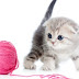 Wallpaper Gatinho Com Rolo de Linha