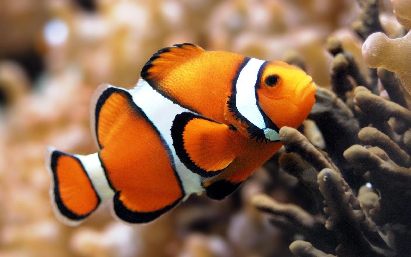 Fotografías de distintas clases de peces raros