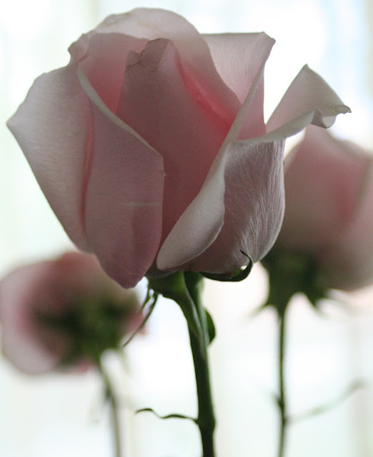 Pink roses for mommy (red is too romantic, white is too dull) :: All Pretty Things