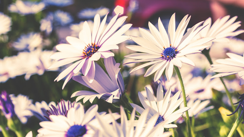 Beautiful Flowers
