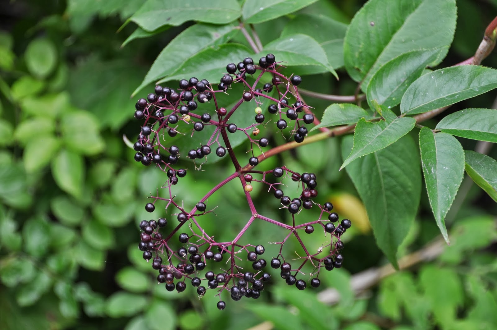 House In The Wood Outdoor Ed Center Wild Edible Plants at House In The