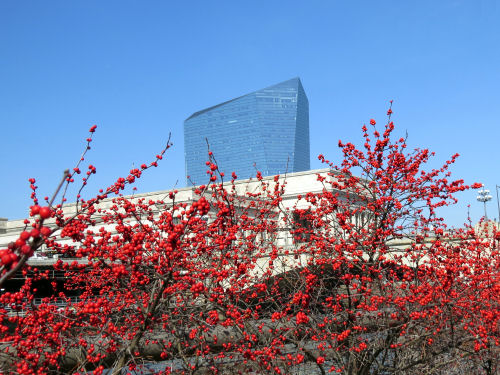 barberry bushes