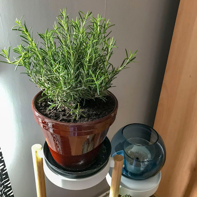 rosmarin, rosemary rosmarin, rosemary