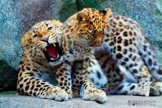 Amur Leopard Binatang Atau Hewan Langka Di Dunia Yang Terancam Punah