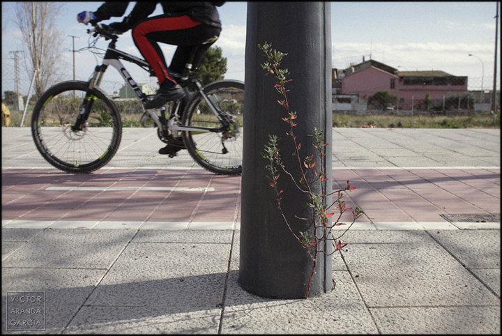 Naturaleza Urbana en Valencia fotografía, naturaleza urbana, carril bici, Valencia, serie