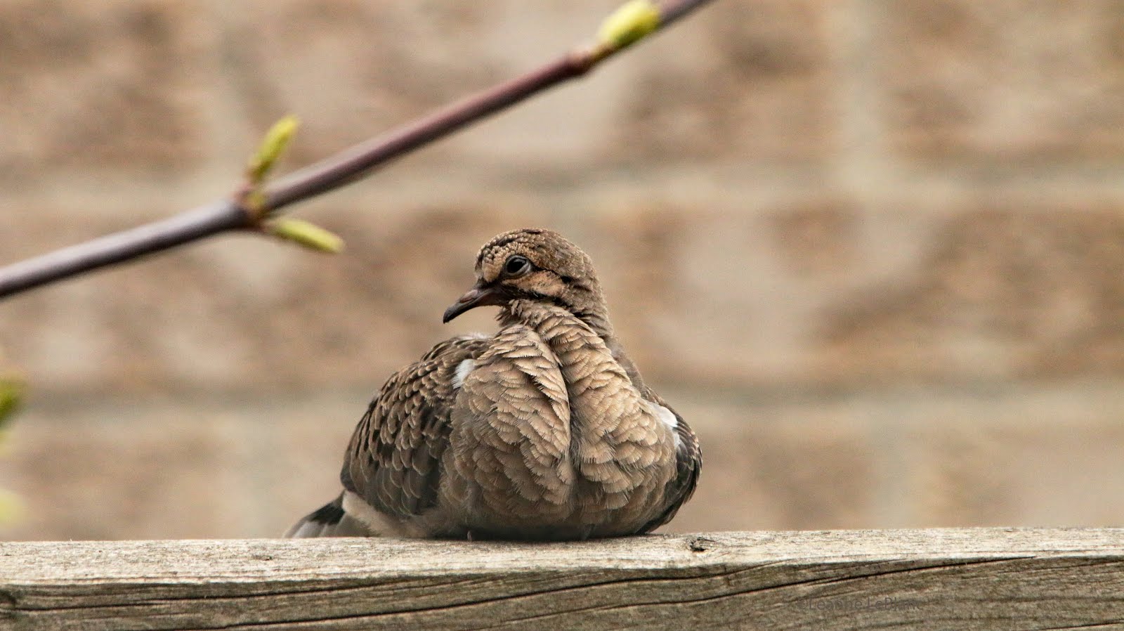 Baby Doves! Nature Notes Blog