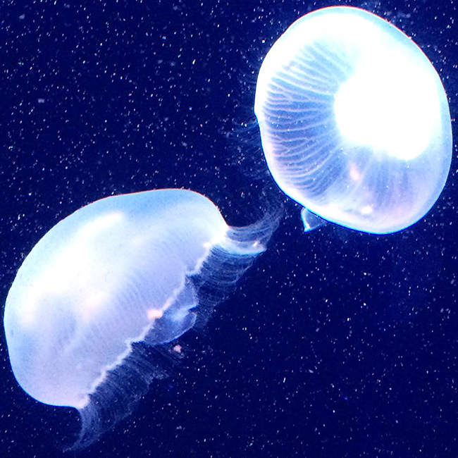 jellyfish