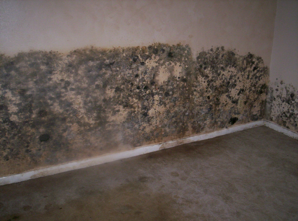 Project X Restoration LLC