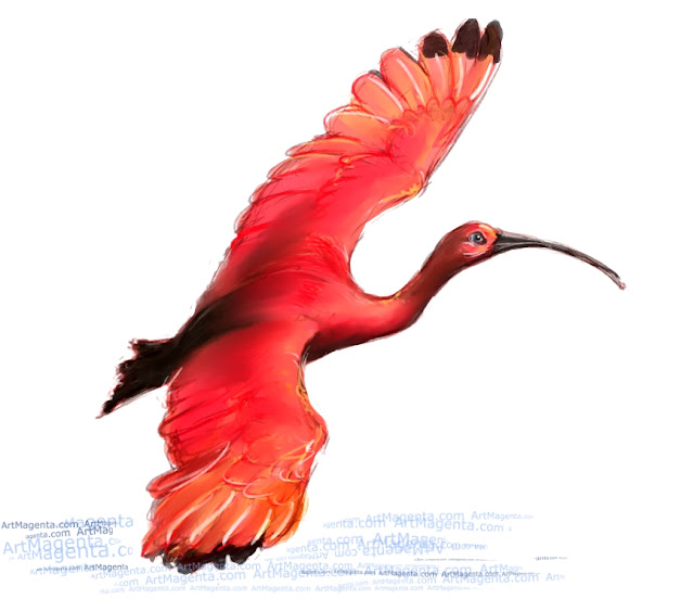 Scarlet ibis sketch painting. Bird art drawing by illustrator Artmagenta