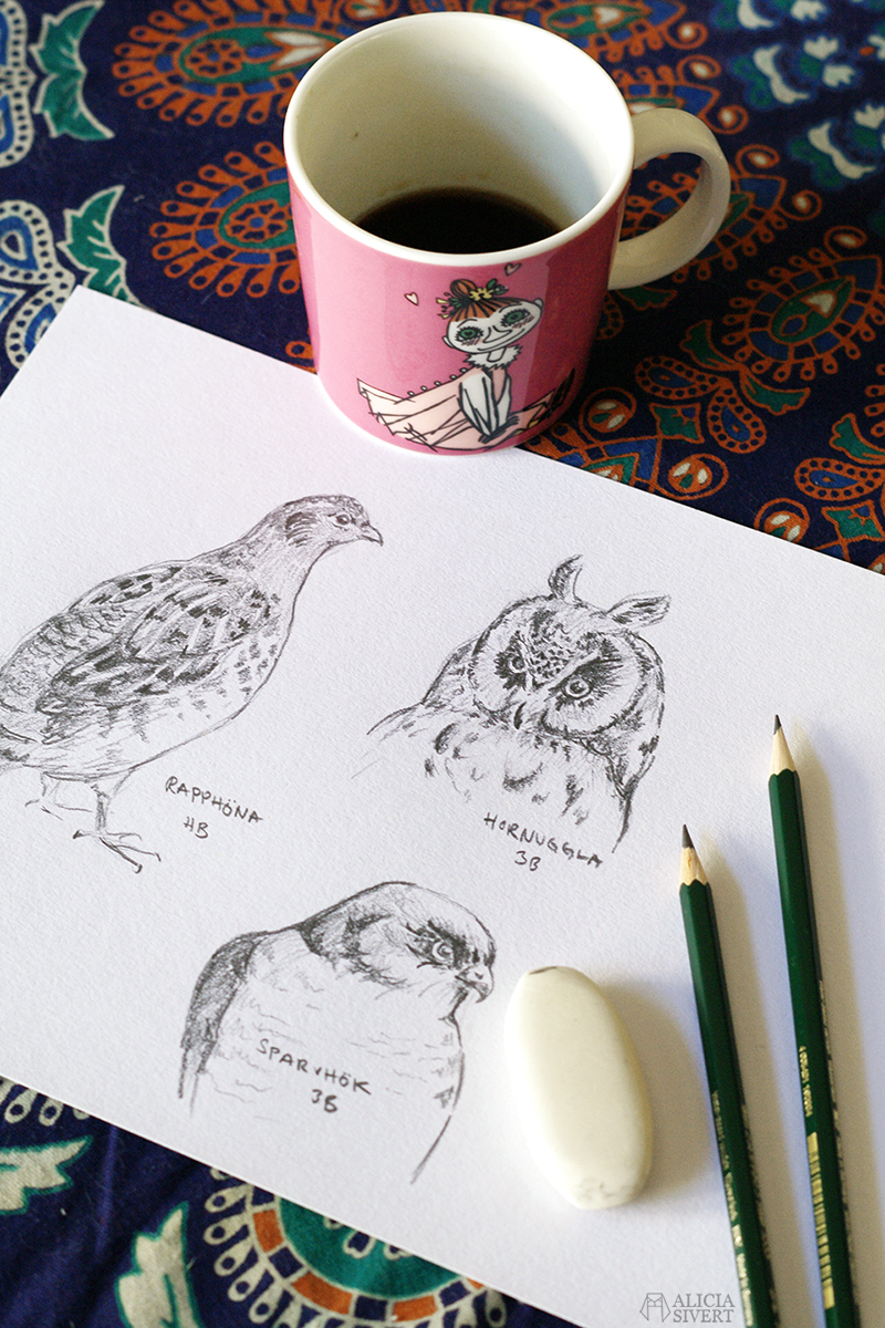 Bird studies by Alicia Sivertsson.