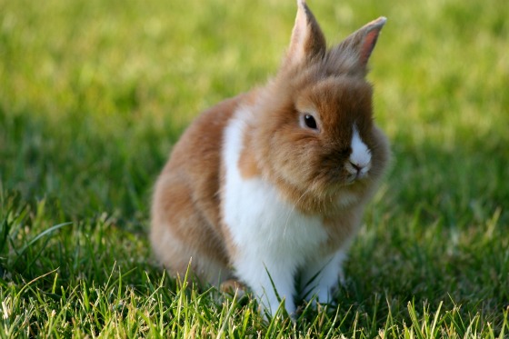 20 Cute bunny pictures (part 2) | Amazing Creatures