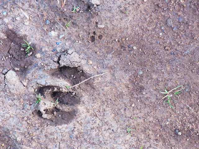 Tarasukin Bonkers イノシシの足跡