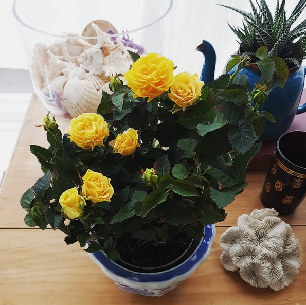 Yellow Roses Has it really been that long?!
