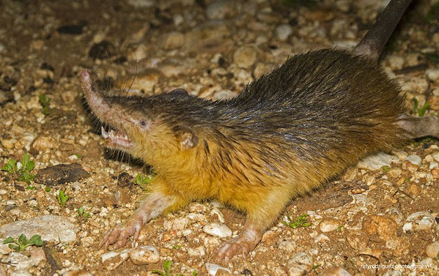 Resultado de imagem para solenodonte