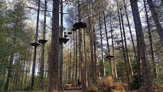 Go Ape flatforms in the trees in the New Forest Go Ape flatforms in the trees in the New Forest