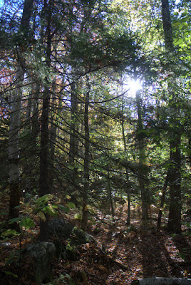 M-M Trail Trees along the M-M Trail at the base of Mt. Monadnock